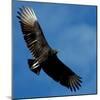 A Black Buzzard Flies Off-null-Mounted Photographic Print