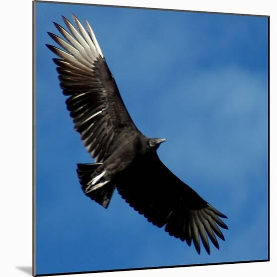 A Black Buzzard Flies Off-null-Mounted Photographic Print