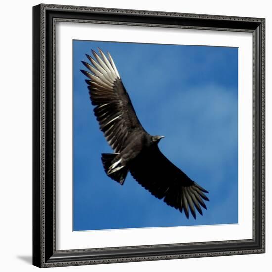 A Black Buzzard Flies Off-null-Framed Photographic Print