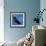 A Black Buzzard Flies Off-null-Framed Photographic Print displayed on a wall