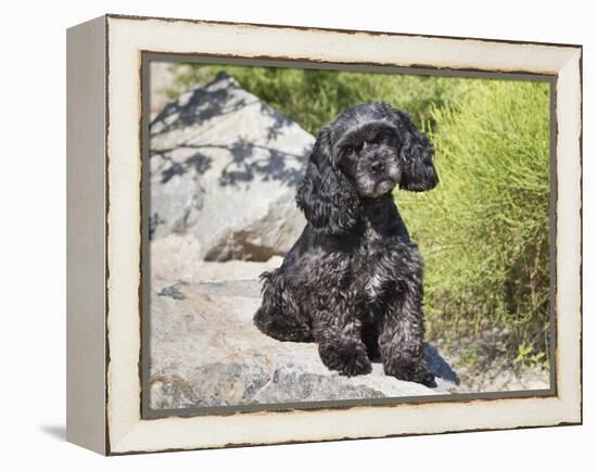 A Black Cockapoo Dog Sitting on Some Boulders-Zandria Muench Beraldo-Framed Premier Image Canvas