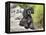 A Black Cockapoo Dog Sitting on Some Boulders-Zandria Muench Beraldo-Framed Premier Image Canvas