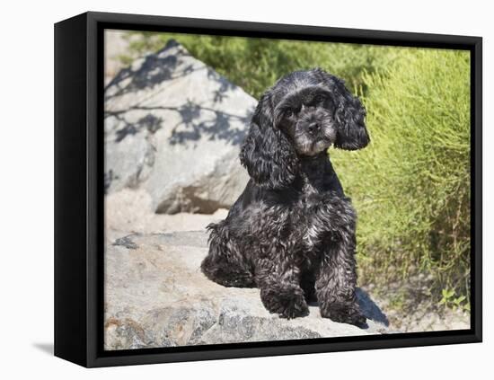 A Black Cockapoo Dog Sitting on Some Boulders-Zandria Muench Beraldo-Framed Premier Image Canvas