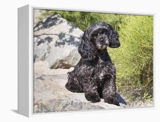 A Black Cockapoo Dog Sitting on Some Boulders-Zandria Muench Beraldo-Framed Premier Image Canvas