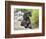 A Black Cockapoo Dog Sitting on Some Boulders-Zandria Muench Beraldo-Framed Photographic Print