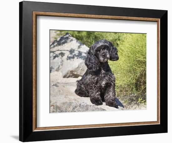 A Black Cockapoo Dog Sitting on Some Boulders-Zandria Muench Beraldo-Framed Photographic Print