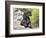 A Black Cockapoo Dog Sitting on Some Boulders-Zandria Muench Beraldo-Framed Photographic Print