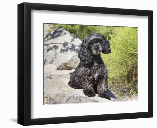 A Black Cockapoo Dog Sitting on Some Boulders-Zandria Muench Beraldo-Framed Photographic Print