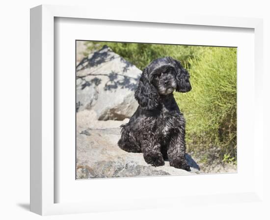 A Black Cockapoo Dog Sitting on Some Boulders-Zandria Muench Beraldo-Framed Photographic Print