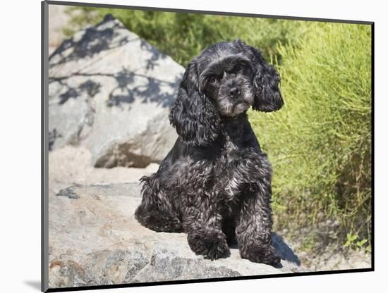 A Black Cockapoo Dog Sitting on Some Boulders-Zandria Muench Beraldo-Mounted Photographic Print