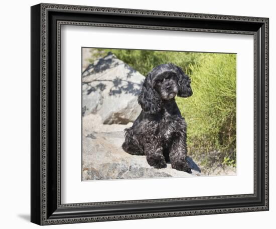 A Black Cockapoo Dog Sitting on Some Boulders-Zandria Muench Beraldo-Framed Photographic Print