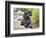 A Black Cockapoo Dog Sitting on Some Boulders-Zandria Muench Beraldo-Framed Photographic Print