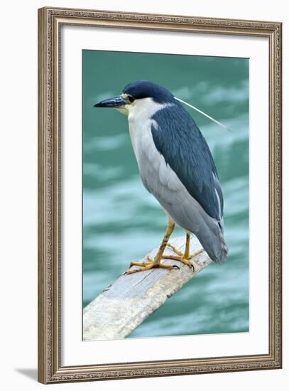 A Black-Crowned Night Heron Fishing, Lei Yu Mai Village, Hong Kong-Richard Wright-Framed Photographic Print