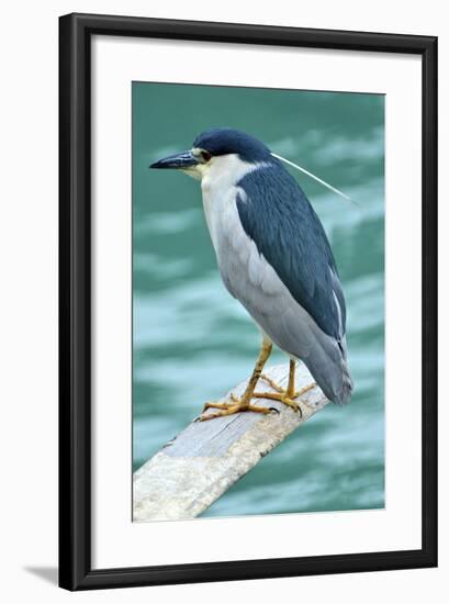 A Black-Crowned Night Heron Fishing, Lei Yu Mai Village, Hong Kong-Richard Wright-Framed Photographic Print