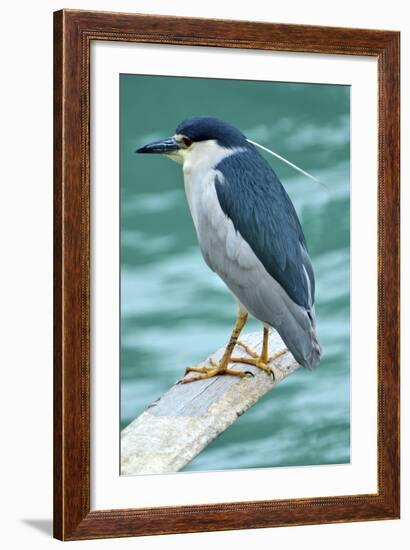 A Black-Crowned Night Heron Fishing, Lei Yu Mai Village, Hong Kong-Richard Wright-Framed Photographic Print