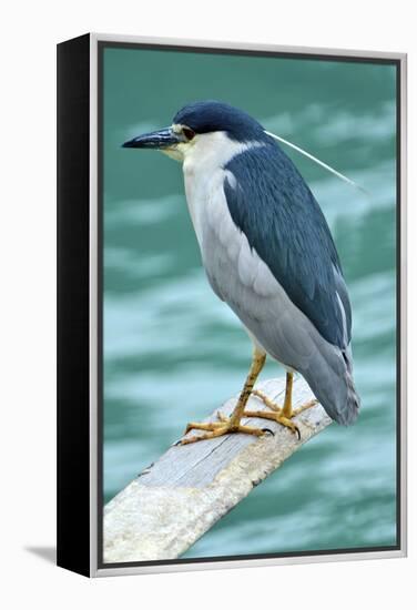 A Black-Crowned Night Heron Fishing, Lei Yu Mai Village, Hong Kong-Richard Wright-Framed Premier Image Canvas