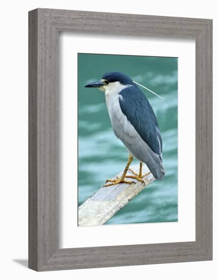 A Black-Crowned Night Heron Fishing, Lei Yu Mai Village, Hong Kong-Richard Wright-Framed Photographic Print