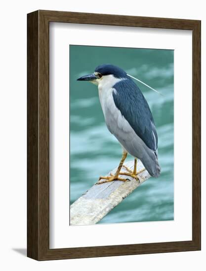 A Black-Crowned Night Heron Fishing, Lei Yu Mai Village, Hong Kong-Richard Wright-Framed Photographic Print