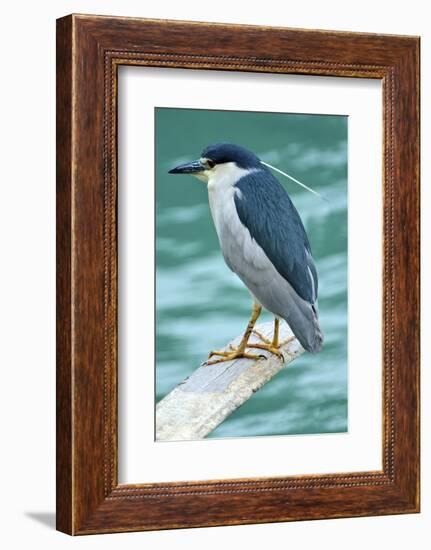 A Black-Crowned Night Heron Fishing, Lei Yu Mai Village, Hong Kong-Richard Wright-Framed Photographic Print