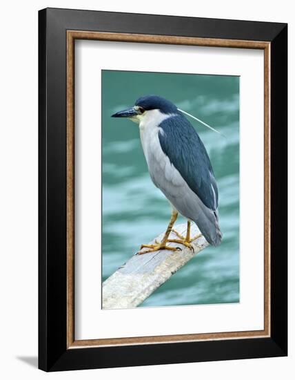 A Black-Crowned Night Heron Fishing, Lei Yu Mai Village, Hong Kong-Richard Wright-Framed Photographic Print