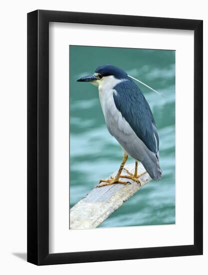 A Black-Crowned Night Heron Fishing, Lei Yu Mai Village, Hong Kong-Richard Wright-Framed Photographic Print