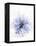 A Black Cumin Flower-Barbara Lutterbeck-Framed Premier Image Canvas