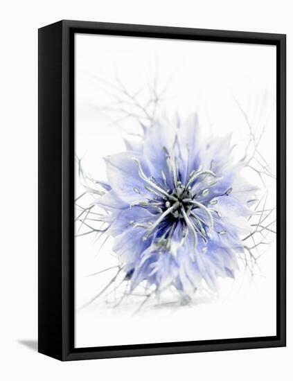 A Black Cumin Flower-Barbara Lutterbeck-Framed Premier Image Canvas