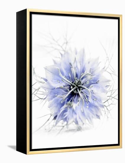 A Black Cumin Flower-Barbara Lutterbeck-Framed Premier Image Canvas