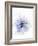 A Black Cumin Flower-Barbara Lutterbeck-Framed Photographic Print