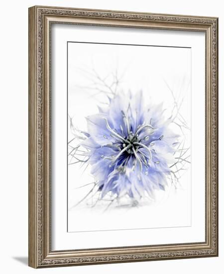 A Black Cumin Flower-Barbara Lutterbeck-Framed Photographic Print