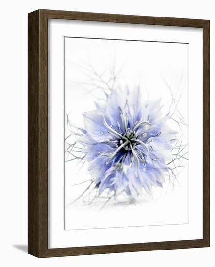 A Black Cumin Flower-Barbara Lutterbeck-Framed Photographic Print