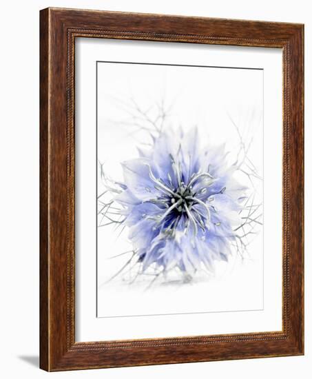 A Black Cumin Flower-Barbara Lutterbeck-Framed Photographic Print