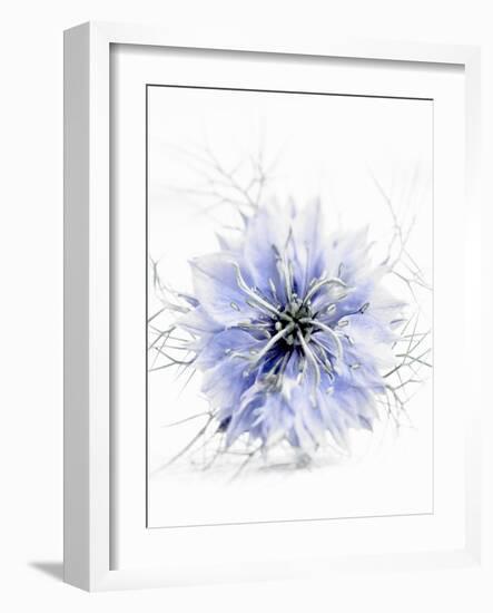 A Black Cumin Flower-Barbara Lutterbeck-Framed Photographic Print