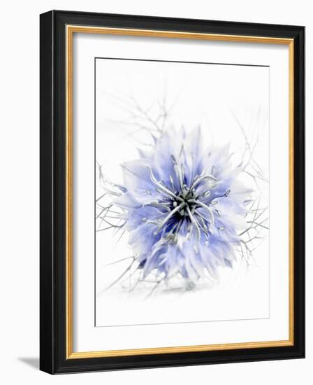 A Black Cumin Flower-Barbara Lutterbeck-Framed Photographic Print