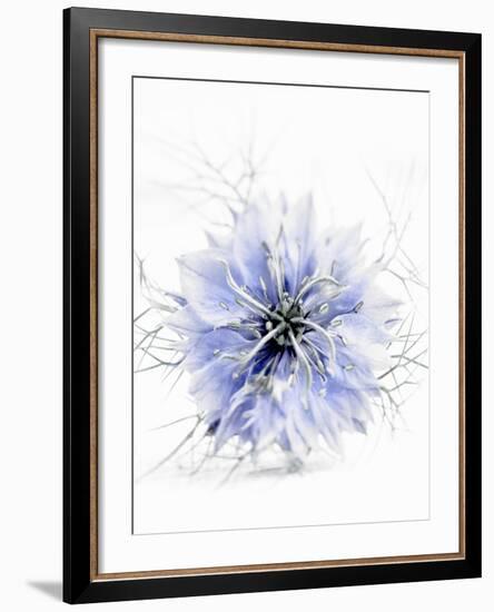 A Black Cumin Flower-Barbara Lutterbeck-Framed Photographic Print