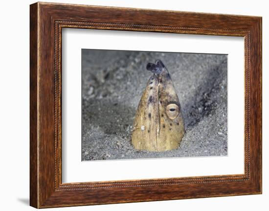 A Black-Finned Snake Eel Pokes its Head Out of a Sandy Seafloor-Stocktrek Images-Framed Photographic Print