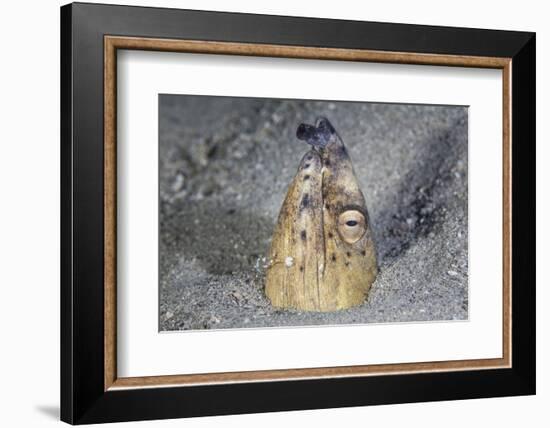 A Black-Finned Snake Eel Pokes its Head Out of a Sandy Seafloor-Stocktrek Images-Framed Photographic Print