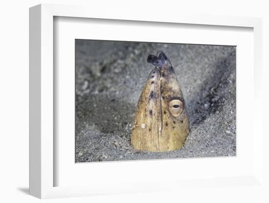 A Black-Finned Snake Eel Pokes its Head Out of a Sandy Seafloor-Stocktrek Images-Framed Photographic Print