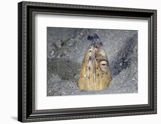 A Black-Finned Snake Eel Pokes its Head Out of a Sandy Seafloor-Stocktrek Images-Framed Photographic Print