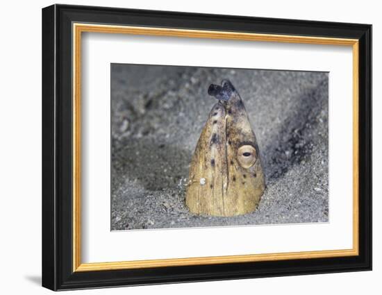 A Black-Finned Snake Eel Pokes its Head Out of a Sandy Seafloor-Stocktrek Images-Framed Photographic Print