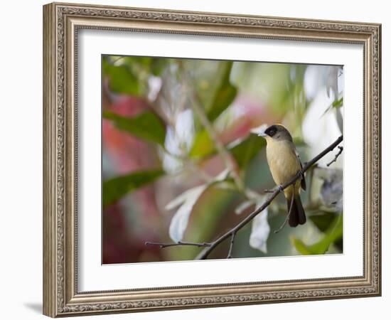 A Black-Goggled Tanager (Trichothraupis Melanops) in the Atlantic Rainforest, Ubatuba, Brazil-Alex Saberi-Framed Photographic Print