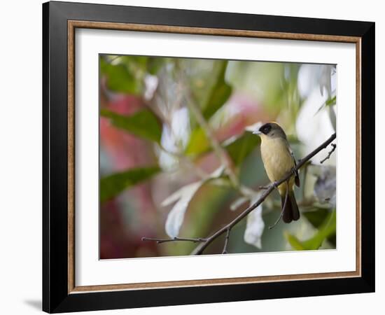 A Black-Goggled Tanager (Trichothraupis Melanops) in the Atlantic Rainforest, Ubatuba, Brazil-Alex Saberi-Framed Photographic Print