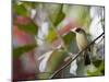 A Black-Goggled Tanager (Trichothraupis Melanops) in the Atlantic Rainforest, Ubatuba, Brazil-Alex Saberi-Mounted Photographic Print