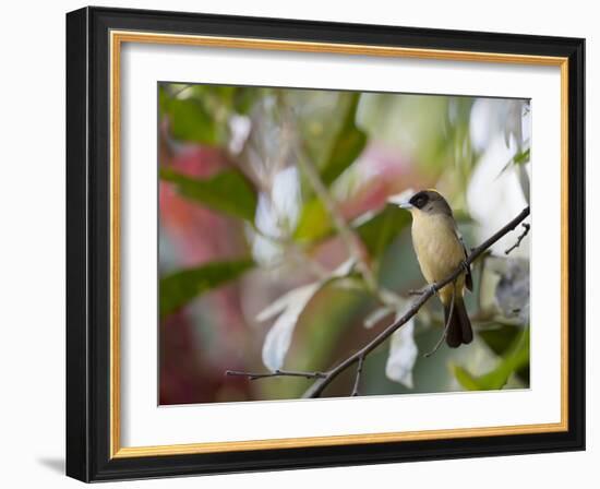 A Black-Goggled Tanager (Trichothraupis Melanops) in the Atlantic Rainforest, Ubatuba, Brazil-Alex Saberi-Framed Photographic Print