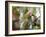 A Black-Goggled Tanager (Trichothraupis Melanops) in the Atlantic Rainforest, Ubatuba, Brazil-Alex Saberi-Framed Photographic Print