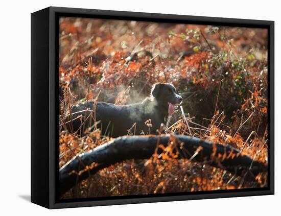 A Black Labrador Stops for a Breath in Fall Foliage in Richmond Park-Alex Saberi-Framed Premier Image Canvas