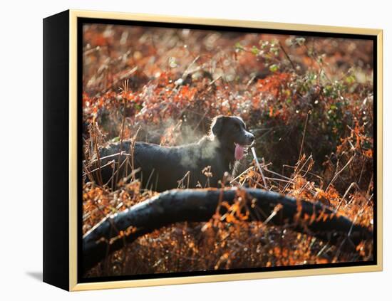 A Black Labrador Stops for a Breath in Fall Foliage in Richmond Park-Alex Saberi-Framed Premier Image Canvas