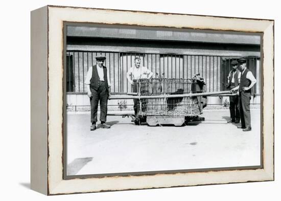 A Black Leopard Being Transported in a Cage by Keepers at London Zoo, June 1922-Frederick William Bond-Framed Premier Image Canvas