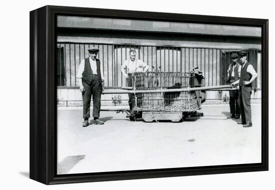 A Black Leopard Being Transported in a Cage by Keepers at London Zoo, June 1922-Frederick William Bond-Framed Premier Image Canvas