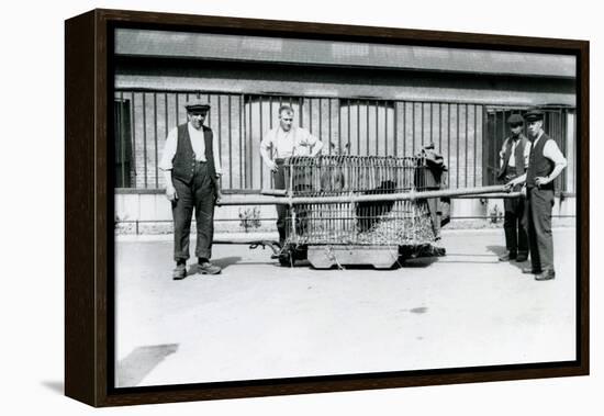 A Black Leopard Being Transported in a Cage by Keepers at London Zoo, June 1922-Frederick William Bond-Framed Premier Image Canvas